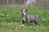 AMSTAFF  PUPPIES 258